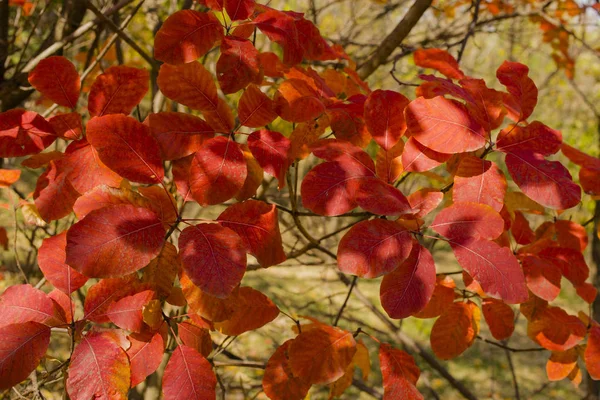 Rhus Cotinus European Smoketree Cotinus Coggygria Smoke Bush Venice Sumach — Stock Photo, Image