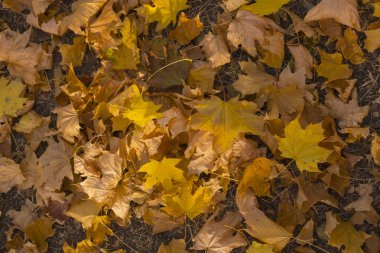 Akçaağaç alan bırakır. Sonbahar halı. Ağaçların yaprakları attı.