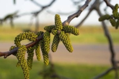 Bahar ceviz çiçeği. Altı loblu Brahte ve 12-18 stamens, küpe asarak toplanan erkek ceviz çiçek-staminate çiçek oluşur.