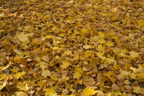 Поле Кленовых Листьев Осенний Ковер Деревья Сбрасывали Листья — стоковое фото
