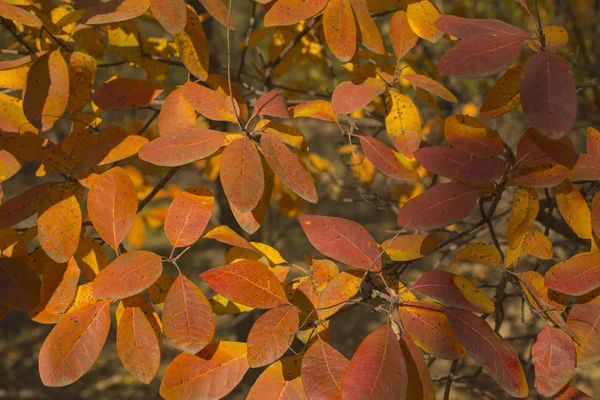 Rhus Cotinus European Smoketree Cotinus Coggygria Smoke Bush Venice Sumach — Stock Photo, Image