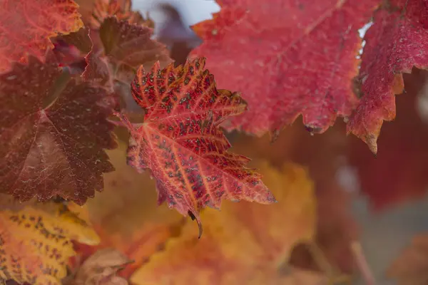 Vigneti Autunno Con Fogliame Rosso Transizione Della Vite Allo Svernamento — Foto Stock