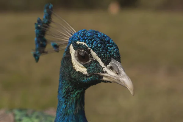 Peacock Beautiful Bird Peahen — Stock Photo, Image