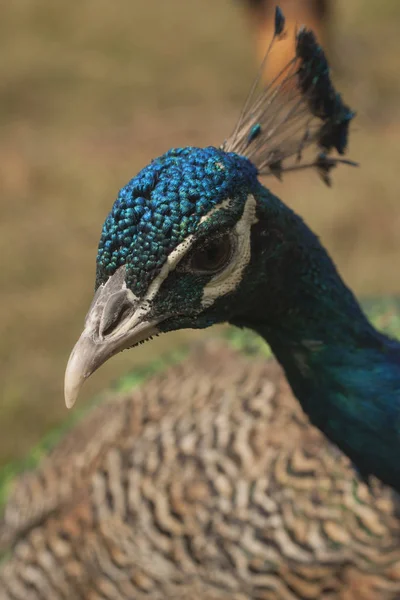 Peacock Beautiful Bird Peahen — Stock Photo, Image