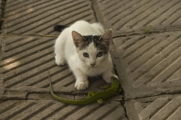Mundo Dos Gatos Gatinho Lagarto Gatinho Predador Jovem Caçador — Fotografia de Stock