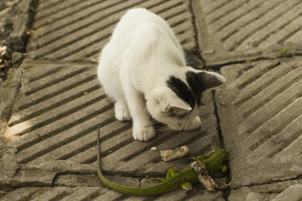 Mondo Dei Gatti Gattino Una Lucertola Gattino Predatore Giovane Cacciatore — Foto Stock