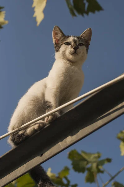 Verspielte Katze Ein Freches Kätzchen Kätzchen Weinberg — Stockfoto