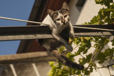 Oyun oynayan kedi. Yaramaz kedi. Üzüm de kedi.