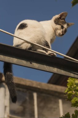 Oyun oynayan kedi. Yaramaz kedi. Üzüm de kedi.