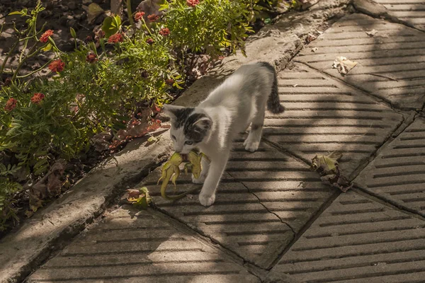 Mundo Dos Gatos Gatinho Lagarto Gatinho Predador Jovem Caçador — Fotografia de Stock