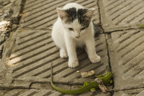 The world of cats. A kitten and a lizard. The kitten is a predator. The young hunter.