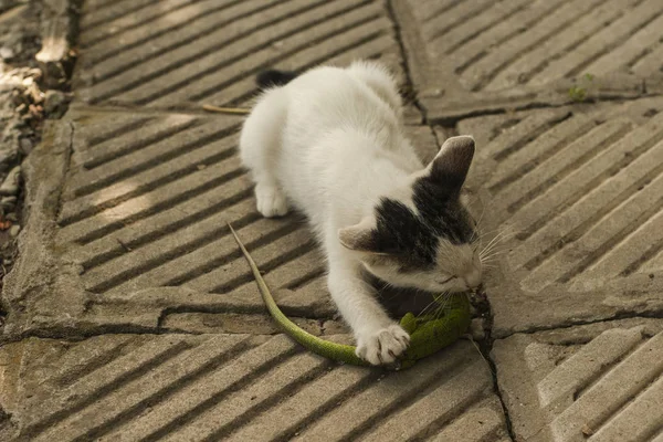 Die Welt Der Katzen Ein Kätzchen Und Eine Echse Das — Stockfoto