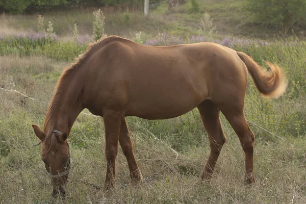 Mare Pasto Pastoreio Cavalos — Fotografia de Stock