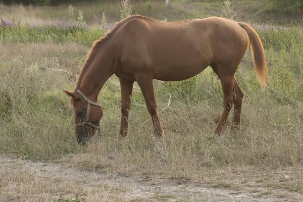 Mare Pasto Pastoreio Cavalos — Fotografia de Stock