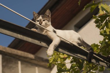 Oyun oynayan kedi. Yaramaz kedi. Üzüm de kedi.