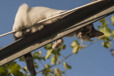 Oyun oynayan kedi. Yaramaz kedi. Üzüm de kedi.