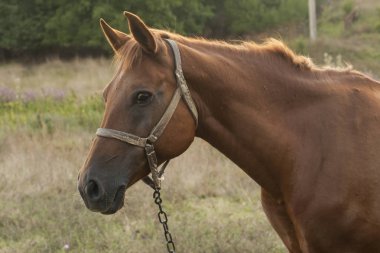 Mare arazide. Otlatma at.