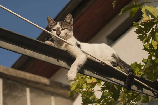 Verspielte Katze Ein Freches Kätzchen Kätzchen Weinberg — Stockfoto