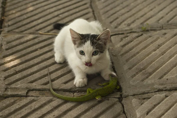 Die Welt Der Katzen Ein Kätzchen Und Eine Echse Das — Stockfoto