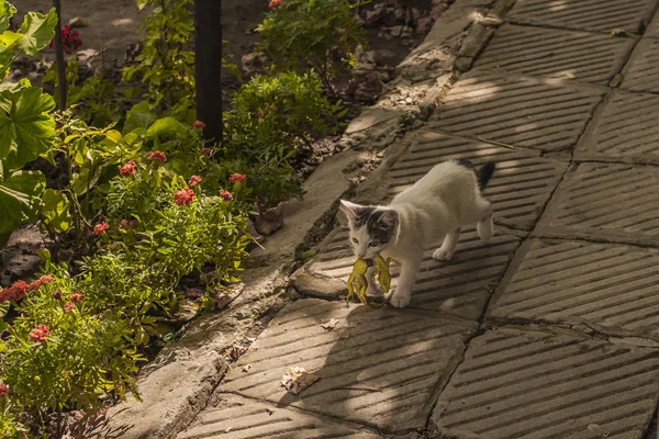 Світ Котів Кошеня Ящірка Кошеня Хижак Молодий Мисливець — стокове фото