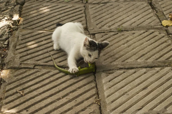 Mundo Dos Gatos Gatinho Lagarto Gatinho Predador Jovem Caçador — Fotografia de Stock