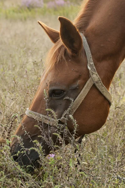 Mare Pasture Horse Grazing — Stock Photo, Image