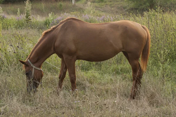 Mare Pasto Pastoreo Caballos —  Fotos de Stock