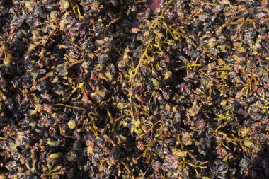 Şarap yapma. Şarap üretim teknolojisi. Şarap yapma halk geleneği. Moldova şarap üretimi. Üzüm işleme eski geleneği.