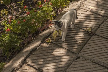 Kediler dünyası. Bir yavru kedi ve bir kertenkele. Yavru bir avcıdır. Genç avcı.