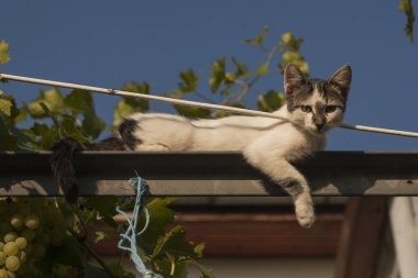 Oyun oynayan kedi. Yaramaz kedi. Üzüm de kedi.