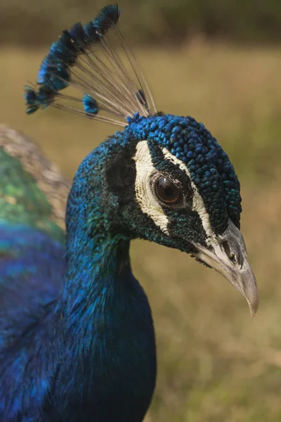 Peacock Beautiful Bird Peahen — Stock Photo, Image