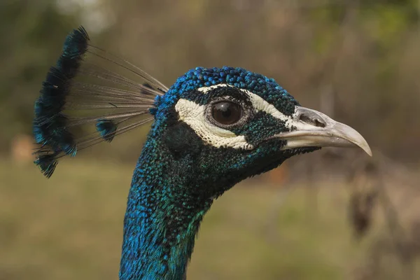 Peacock Beautiful Bird Peahen — Stock Photo, Image