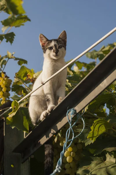 Verspielte Katze Ein Freches Kätzchen Kätzchen Weinberg — Stockfoto