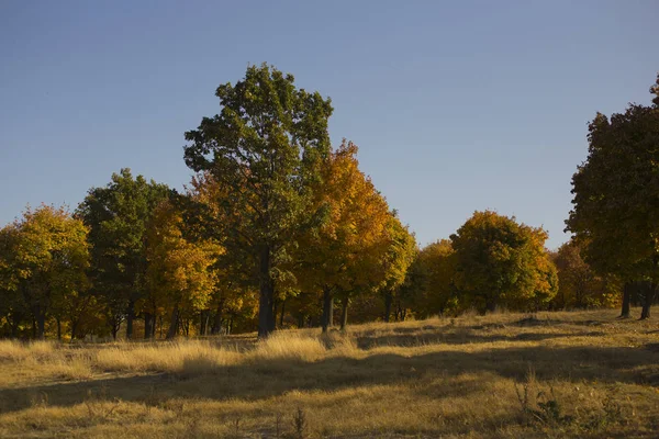 Paisaje Otoño Bosque Amanecer Plantaciones Arces Los Árboles Tiraron Follaje —  Fotos de Stock