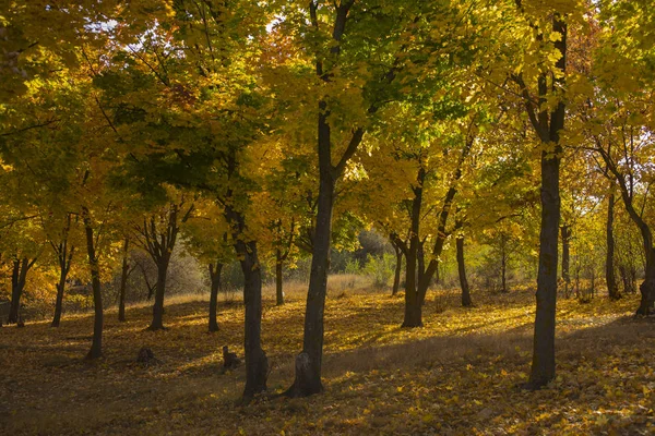 Paisaje Otoño Bosque Amanecer Plantaciones Arces Los Árboles Tiraron Follaje —  Fotos de Stock