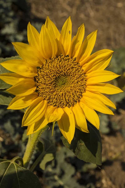 Solros Blomma Blomma Sun Flower Field Solnedgången Timme — Stockfoto