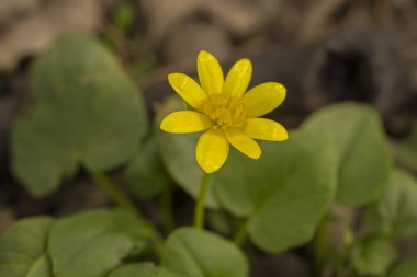 Çiçeği küçük kırlangıçotu. Sarı çiçek Ficaria verna bahar.