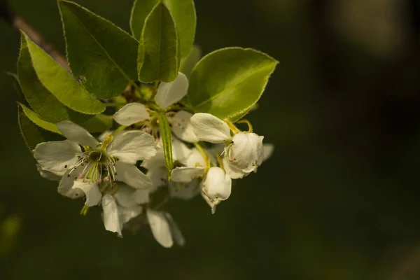 Pear Blossom April White Flowers Fruit Tree — Stock Photo, Image