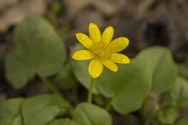 Blossom Lesser Celandine Spring Yellow Flower Ficaria Verna — Stock Photo, Image