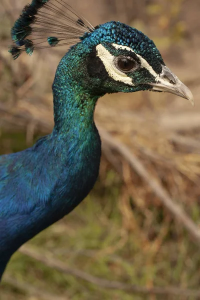 Peacock Beautiful Bird Peahen — Stock Photo, Image