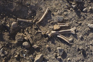 Eski insanlar tarafından yenen hayvanların kemikleri. Cloven-hoofed hayvan kalıntıları.