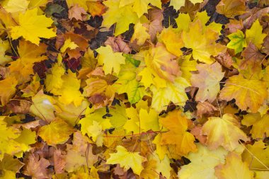 Akçaağaç alan bırakır. Sonbahar halı. Ağaçların yaprakları attı.