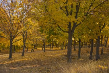 Sonbahar manzara. Orman şafakta. Akçaağaç tarlaları. Ağaçların yaprakları attı. Yerde gölgeler.
