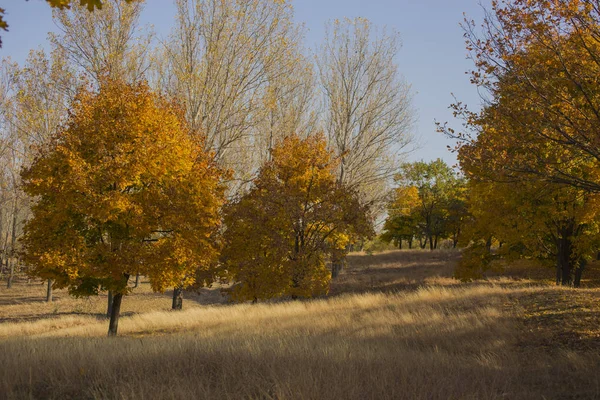 Autumn Landscape Forest Dawn Plantations Maple Trees Trees Threw Foliage — Stock Photo, Image