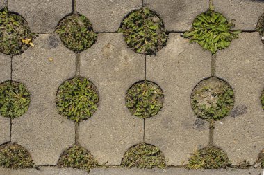 Çim ve beton. Biyosfer ve kentleşme birlik. Kentin bitki yetiştirme için yaratıcı çözüm.