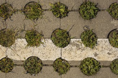 Çim ve beton. Biyosfer ve kentleşme birlik. Kentin bitki yetiştirme için yaratıcı çözüm.