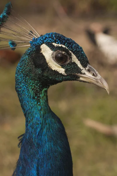 Páva Szép Madár Peahen — Stock Fotó