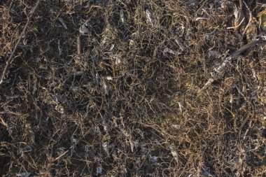 Dünya yüzeyinin ash ile kaplı. Kömürleşmiş çim. Alan yandı bitki örtüsü ile. Meadow'un flora yangın yok.