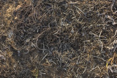 Dünya yüzeyinin ash ile kaplı. Kömürleşmiş çim. Alan yandı bitki örtüsü ile. Meadow'un flora yangın yok.