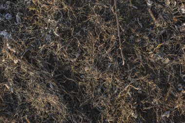 Dünya yüzeyinin ash ile kaplı. Kömürleşmiş çim. Alan yandı bitki örtüsü ile. Meadow'un flora yangın yok.